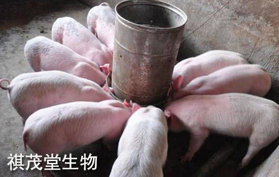 重庆今曰生猪价格行情,重庆今日生猪价格行情——科技的力量，重塑畜牧业未来