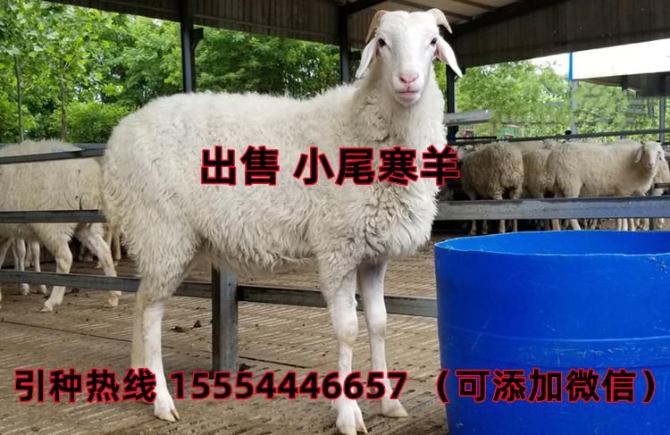 羊的最新市场价，一场探寻内心宁静的旅程