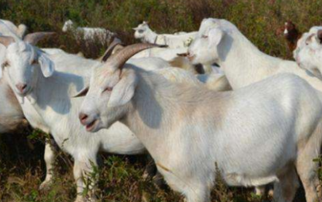 羊的最新市场价，一场探寻内心宁静的旅程