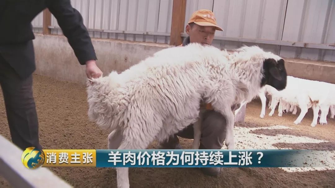 羊的最新市场价，一场探寻内心宁静的旅程