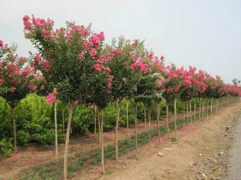 红花紫薇价格深度解析与探讨