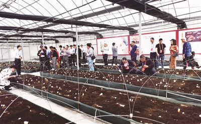寿仙谷上市步骤指南及上市介绍