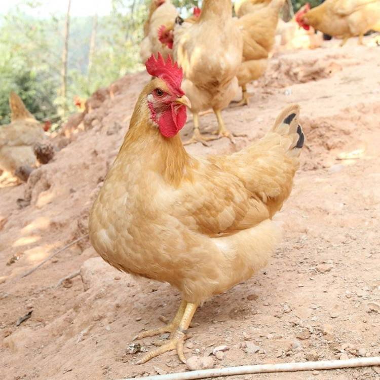 广东三黄鸡价格行情解析与趋势分析