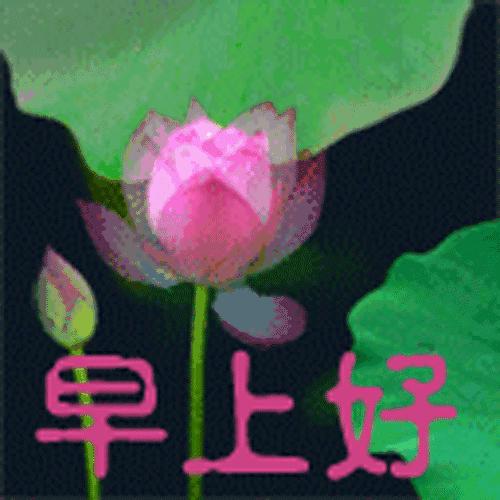 小巷深处的隐藏宝藏，最新动态图与活力四溢的特色小店故事