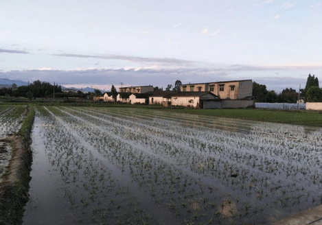 四川敖平川芎最新价格详解，初学者与进阶用户获取指南
