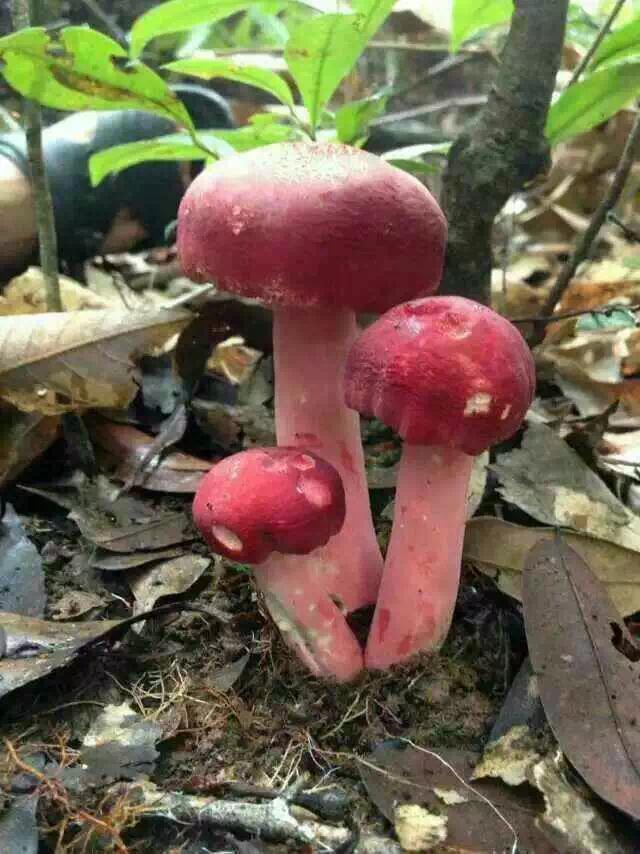 最新红菇,美味与健康并存的天然馈赠✨