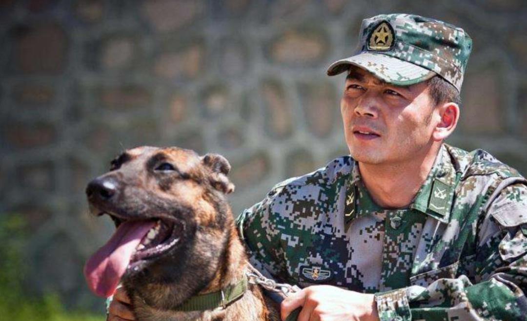 最新军犬电视剧大全，忠诚伙伴的热血呈现